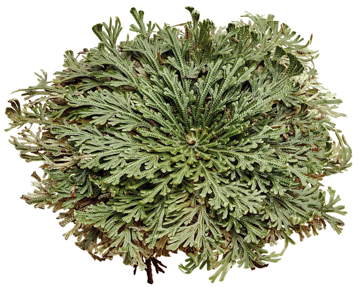 Rose Of Jericho Plant EMP